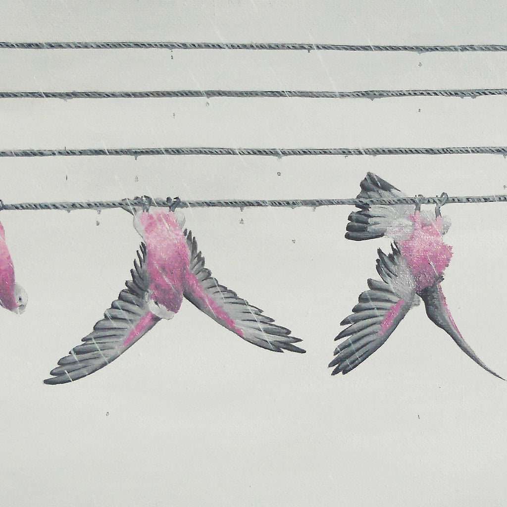 Galah Shower - Fine Art Print