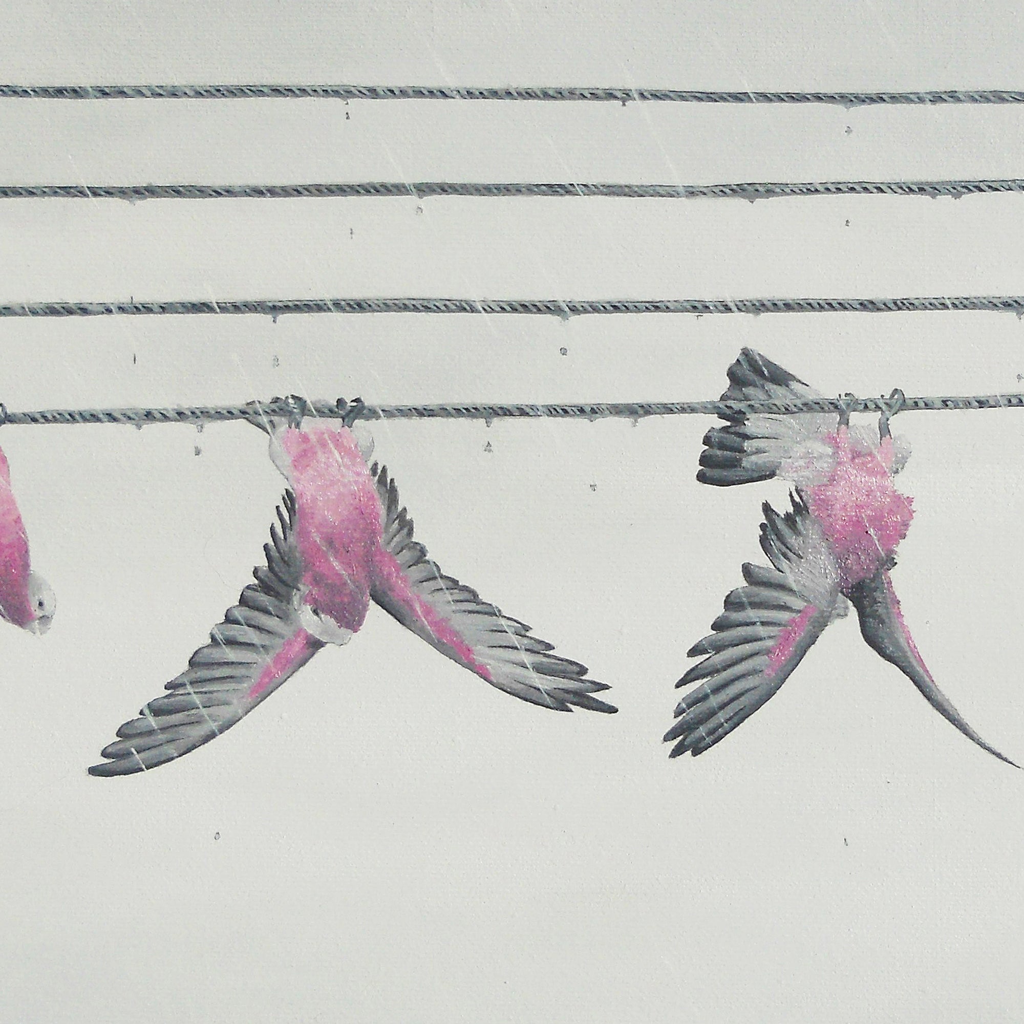Galah Shower - Fine Art Print